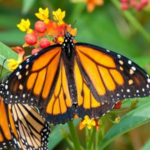 Startford-upon-Avon Butterfly Farm
