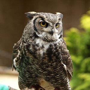 Cotswold Falconry Centre