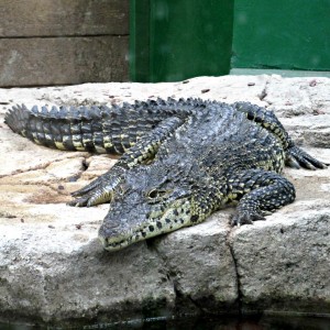 Crocodiles of the World